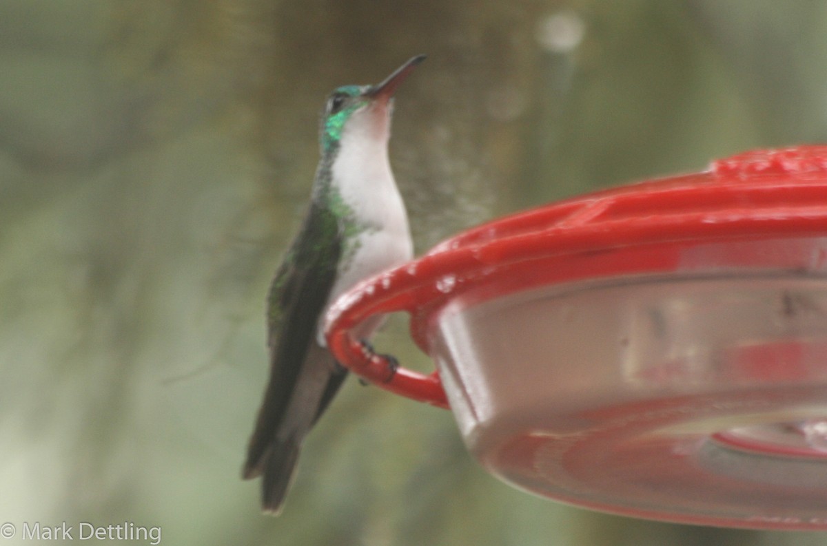 kolibřík andský - ML85195731