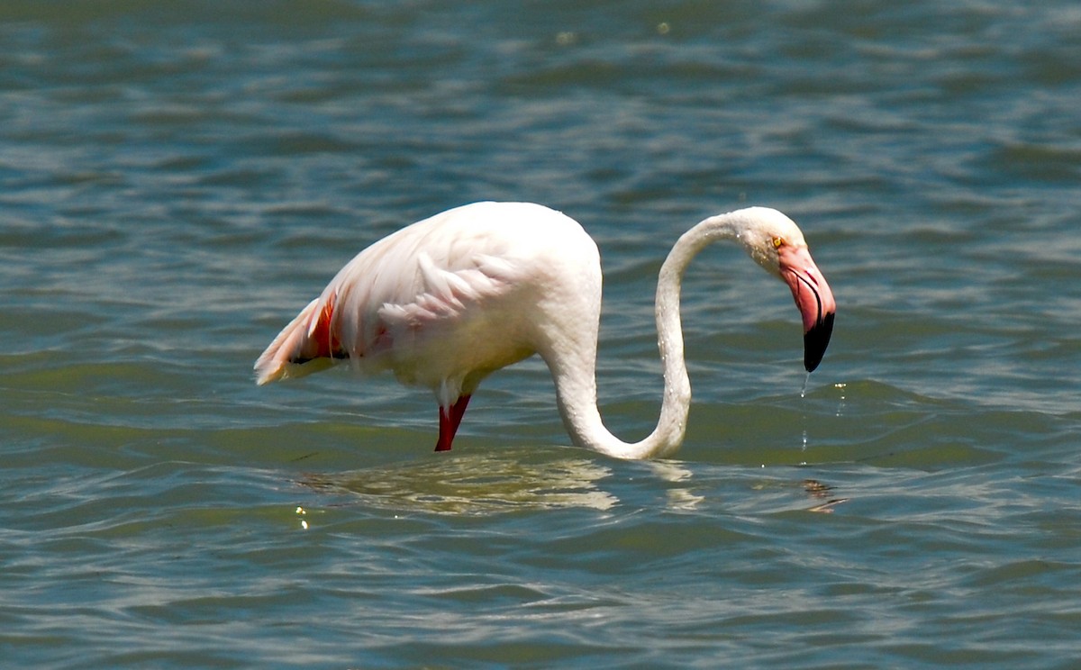 Flamant rose - ML85199741