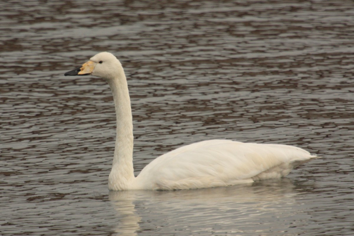 Whooper Swan - Aaron Maizlish