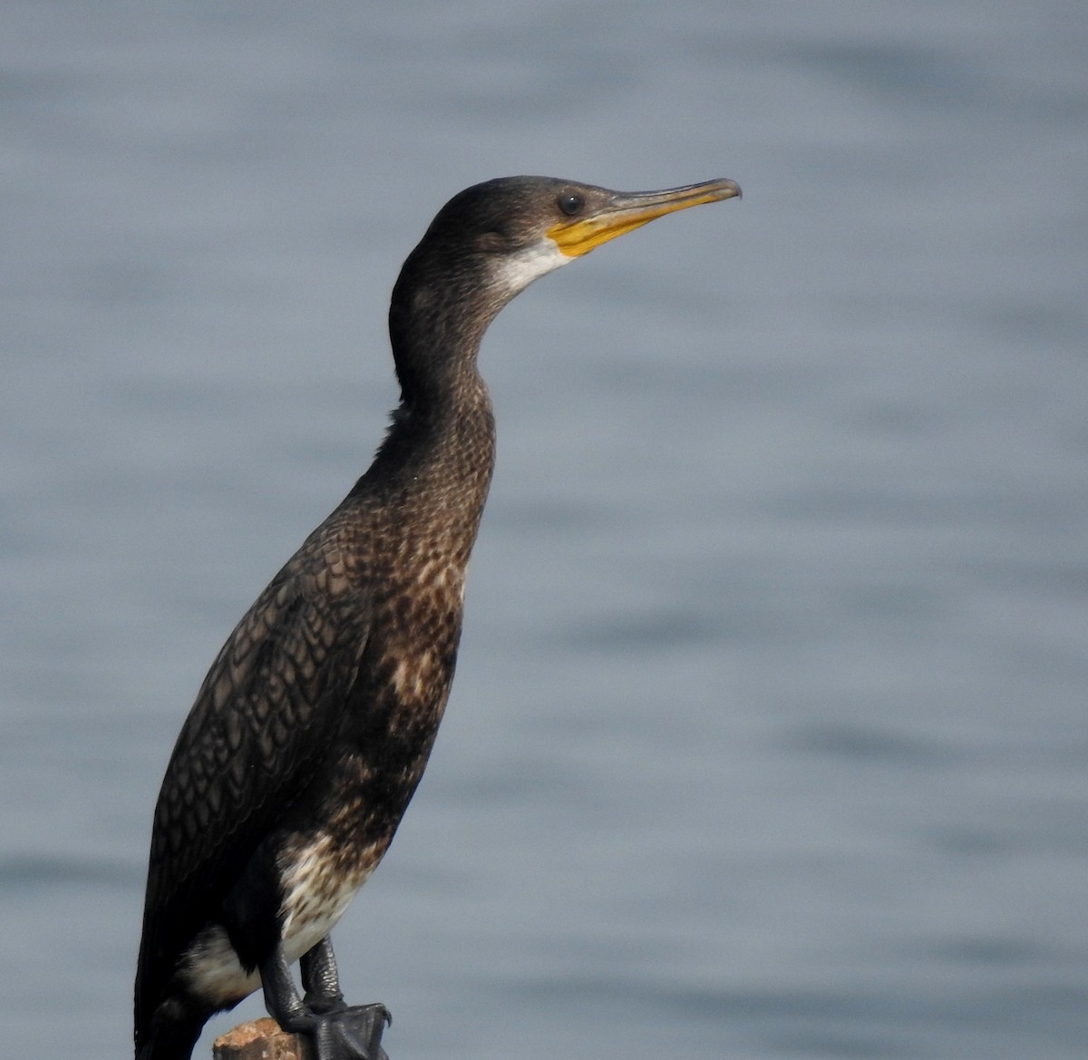 Indian Cormorant - ML85201421