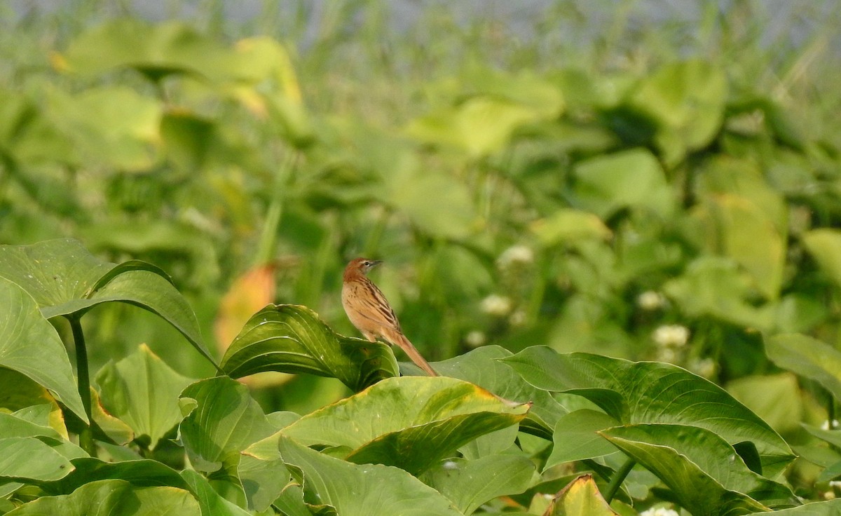 Striated Grassbird - ML85201661