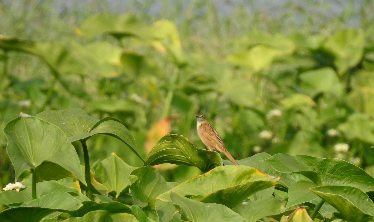 Striated Grassbird - ML85201671