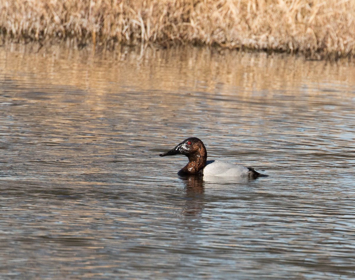 Canvasback - Marty Herde