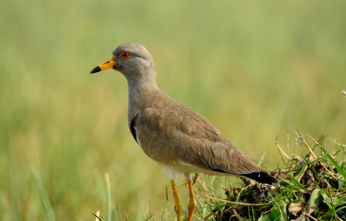 Gray-headed Lapwing - Anonymous