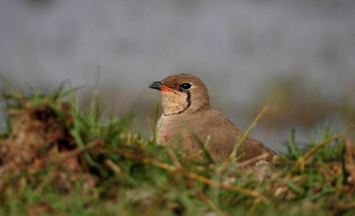 Oriental Pratincole - Anonymous