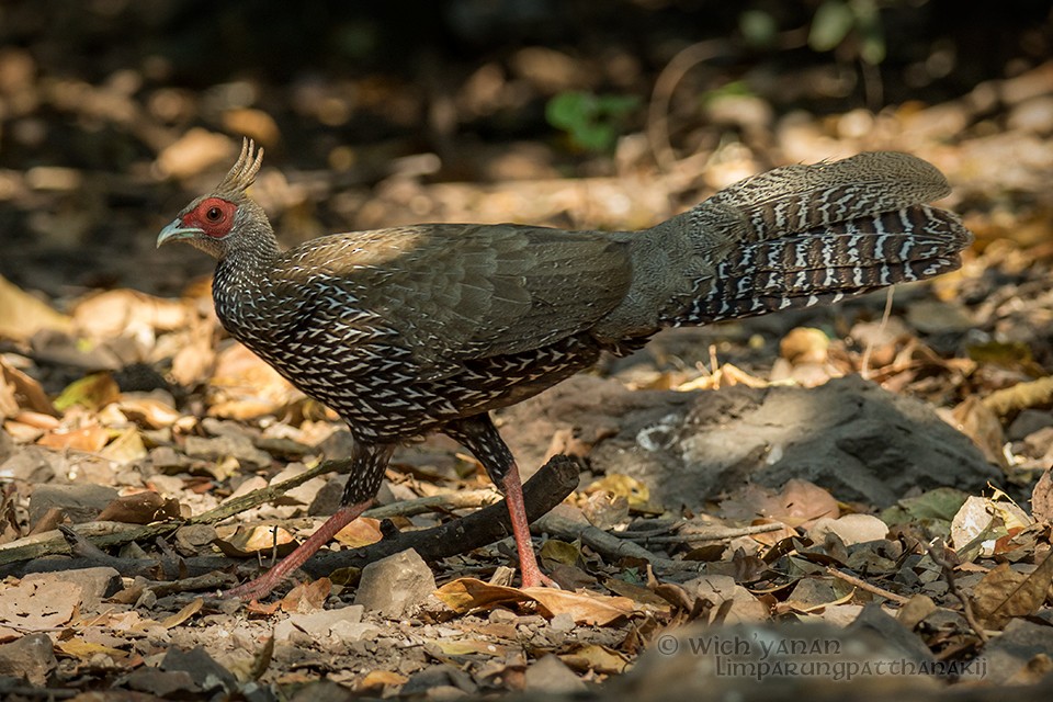 Kalij Pheasant - ML85202291