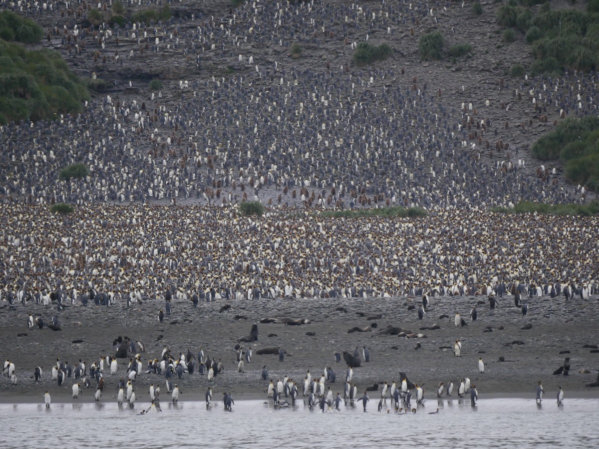 tučňák patagonský - ML85202361