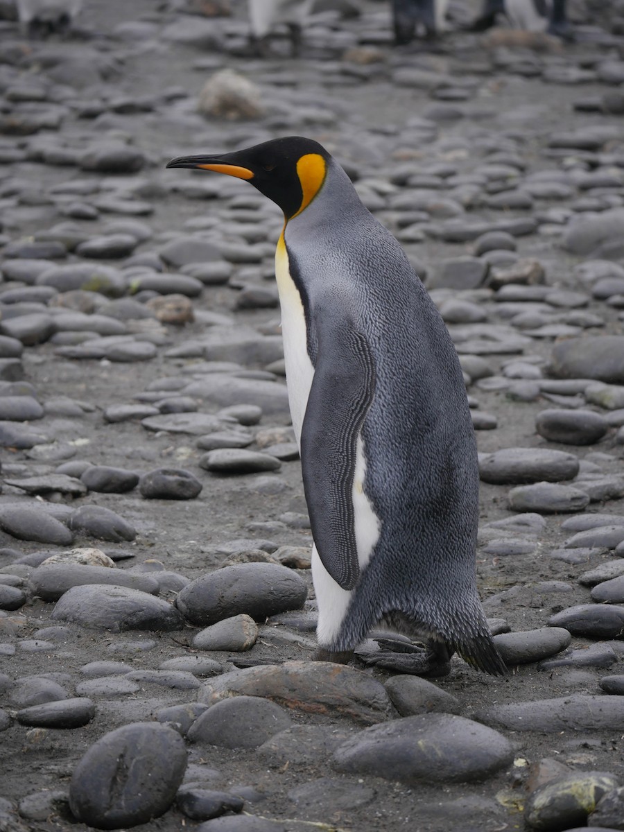 tučňák patagonský - ML85202501