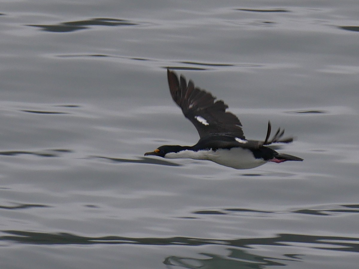 South Georgia Shag - ML85202591