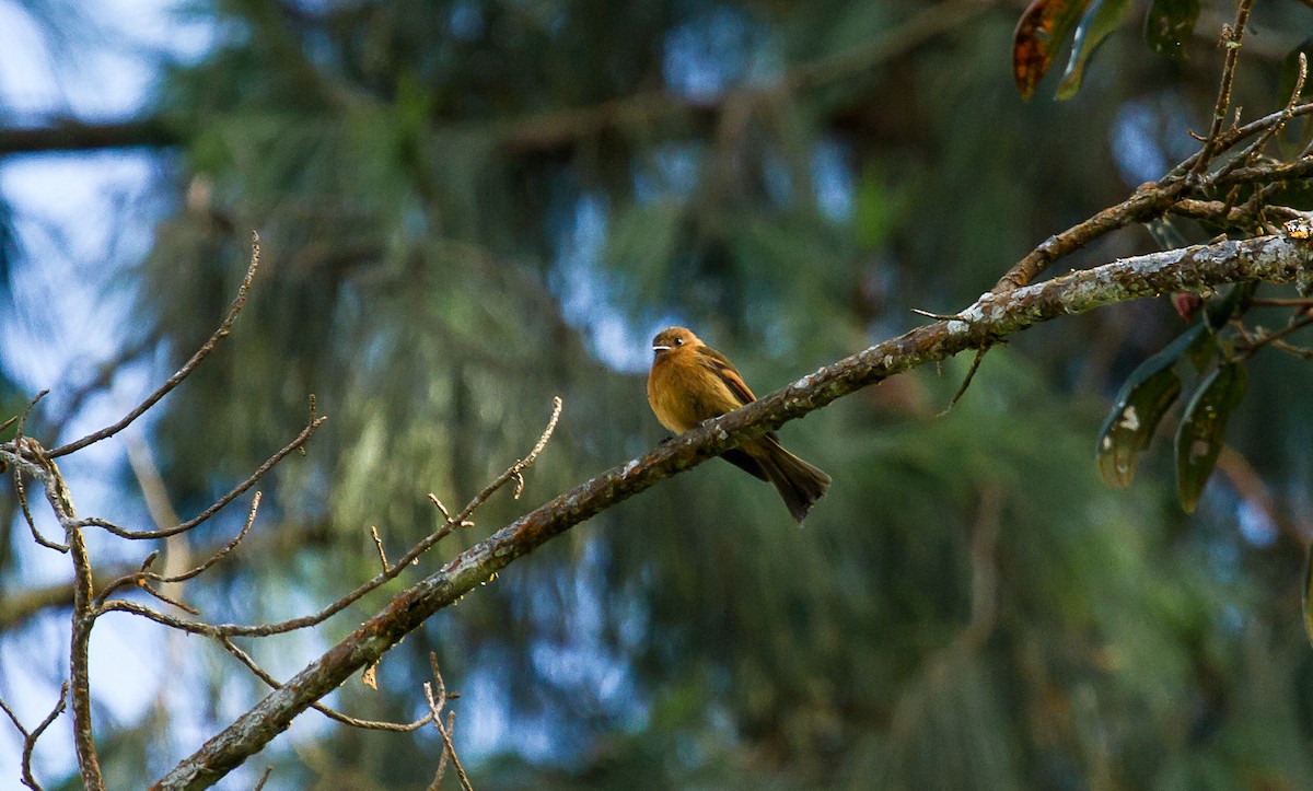 Cinnamon Flycatcher - ML85203001