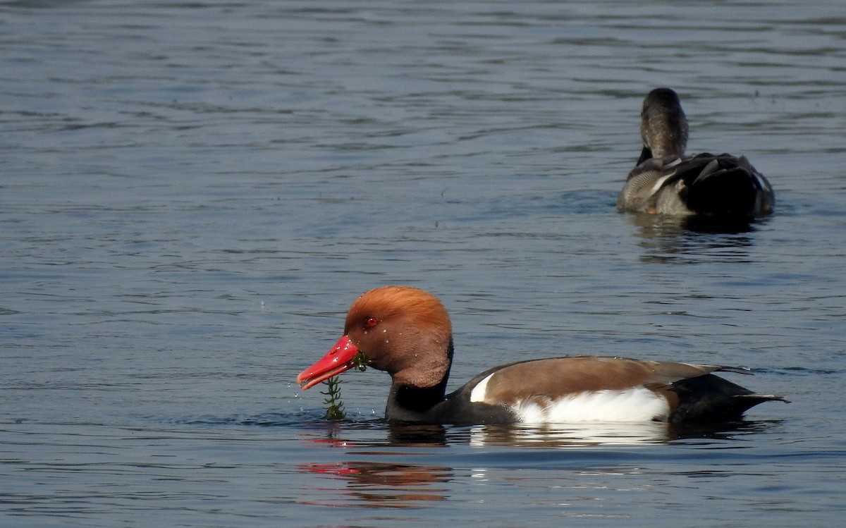 Red-crested Pochard - ML85203061