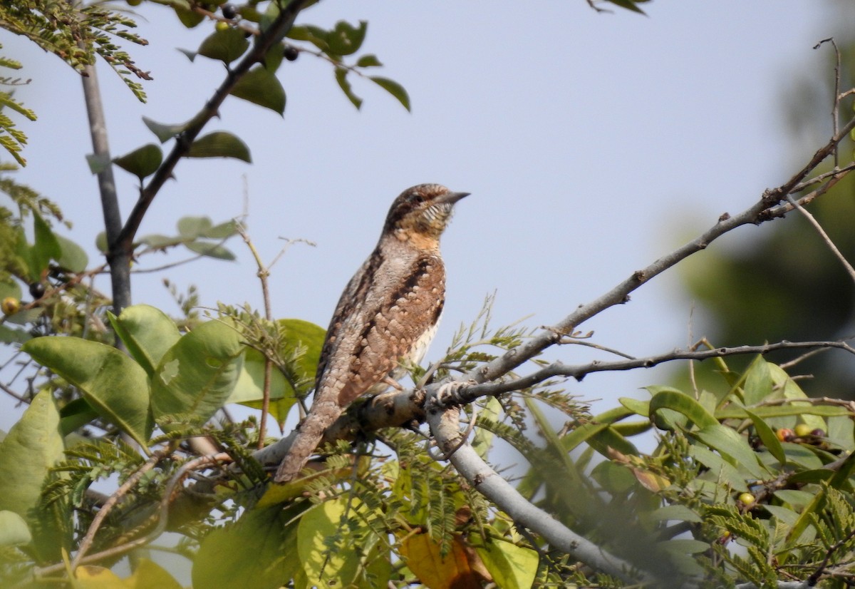 Eurasian Wryneck - ML85203141