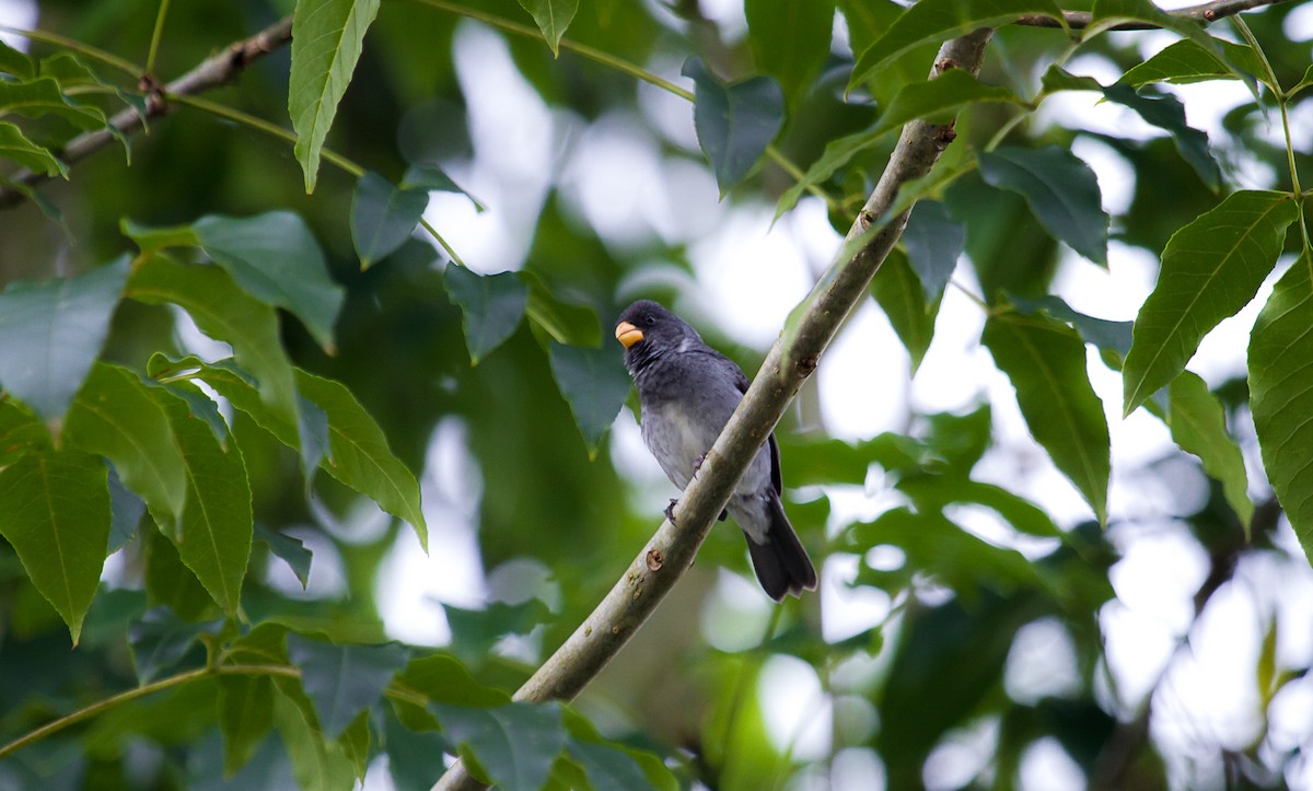 Gray Seedeater - David Monroy Rengifo