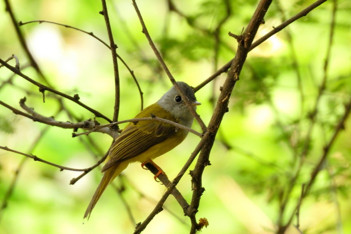Gray-headed Canary-Flycatcher - Anonymous