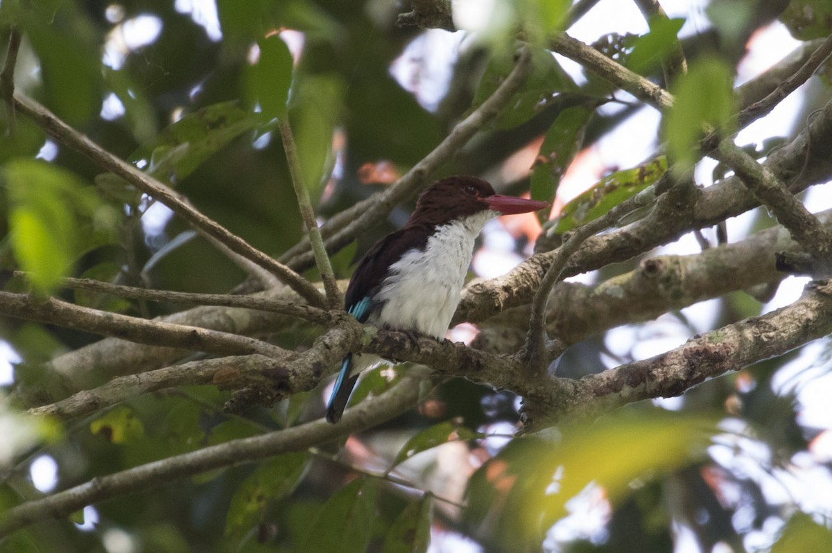 Chocolate-backed Kingfisher - Michael Todd