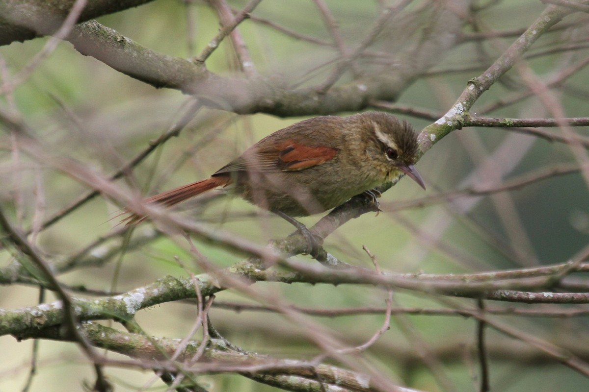 Olive Spinetail - Aaron Maizlish