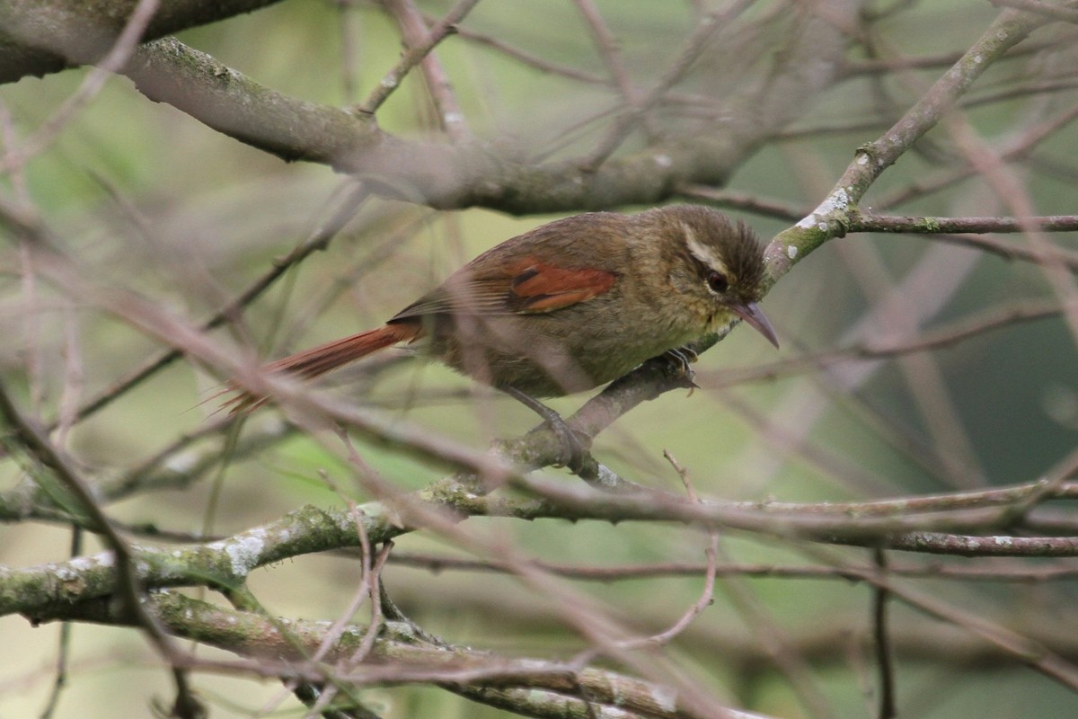 Olive Spinetail - ML85204571