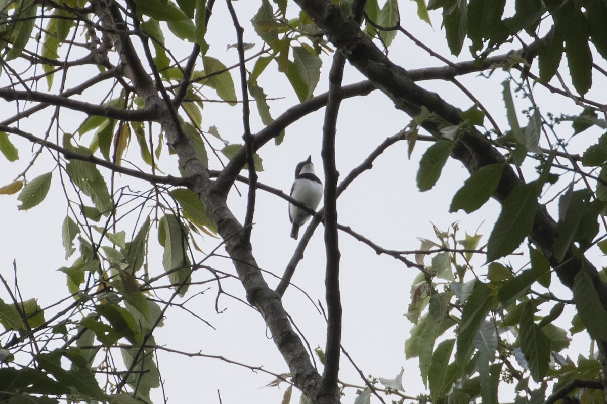 Ituri Batis - Michael Todd