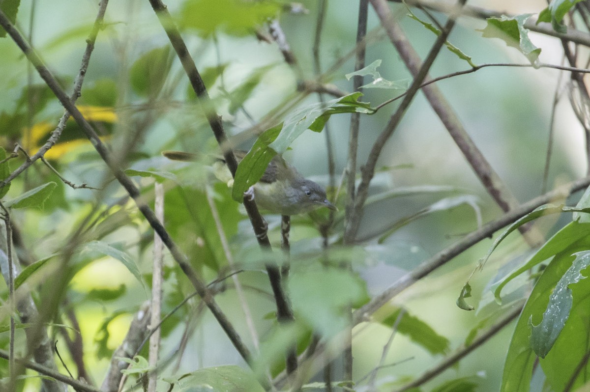 Yellow Longbill - ML85204841