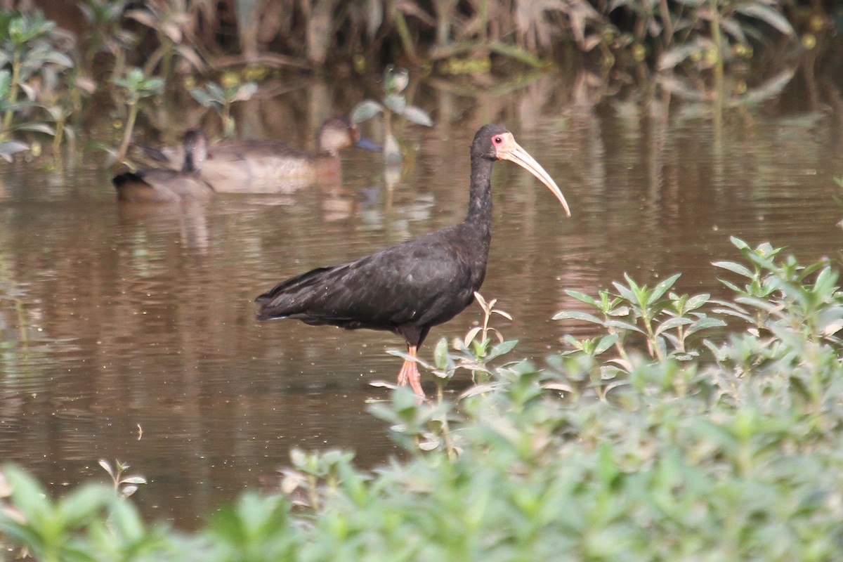 ibis tmavý - ML85205341