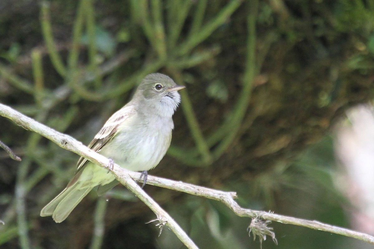 Olivaceous Elaenia - Aaron Maizlish