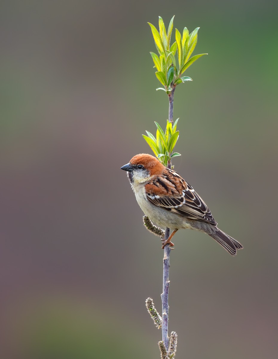 Russet Sparrow - ML85205531