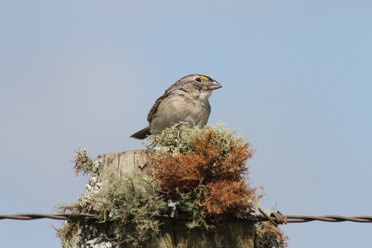 Grassland Sparrow - ML85206351