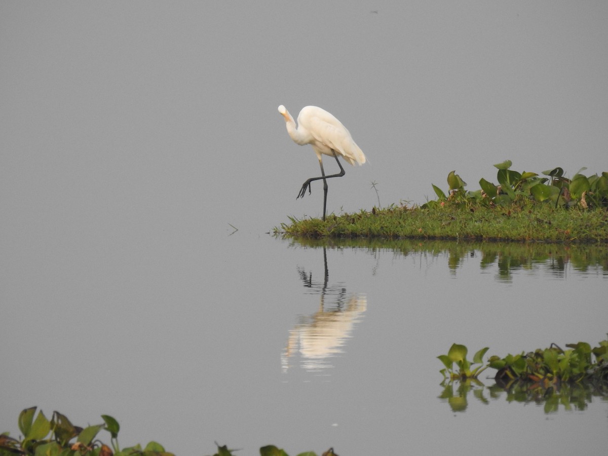 Great Egret - ML85207291