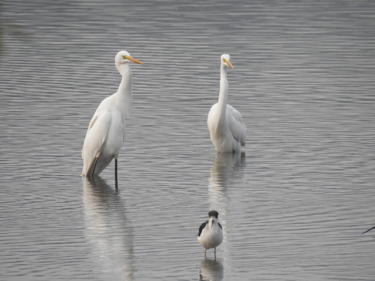 Great Egret - ML85207301