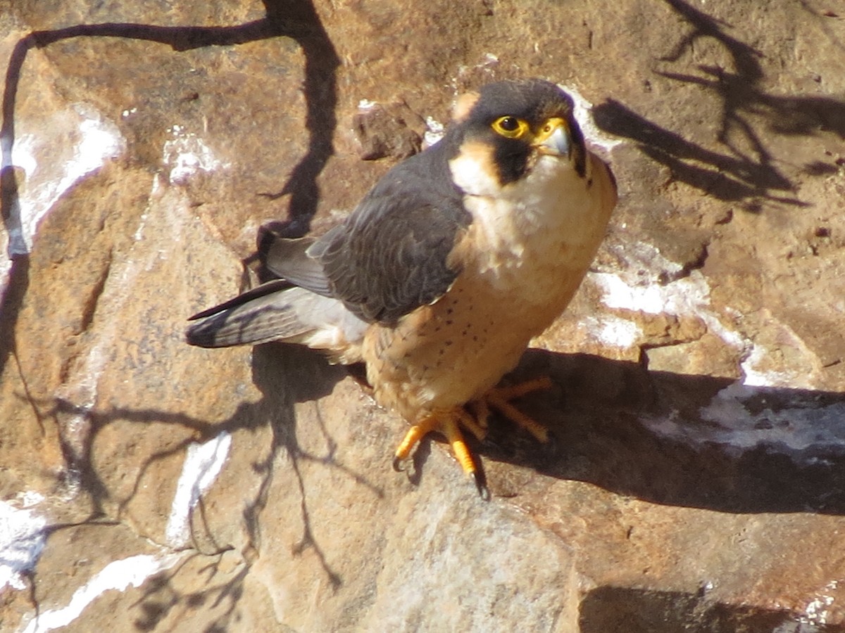 Taita Falcon - Shane Sumasgutner