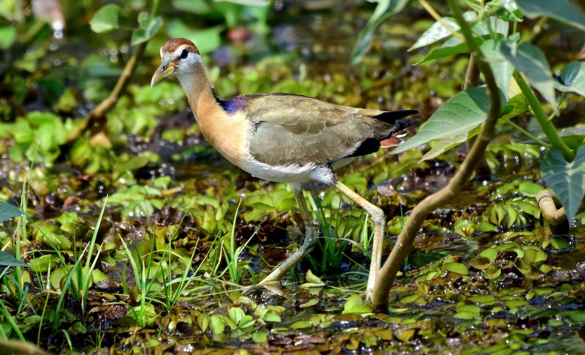 Bronze-winged Jacana - ML85208521