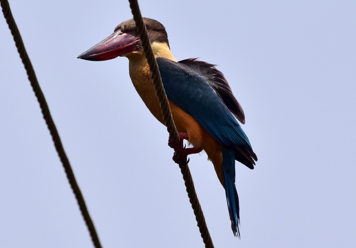 Stork-billed Kingfisher - ML85208561