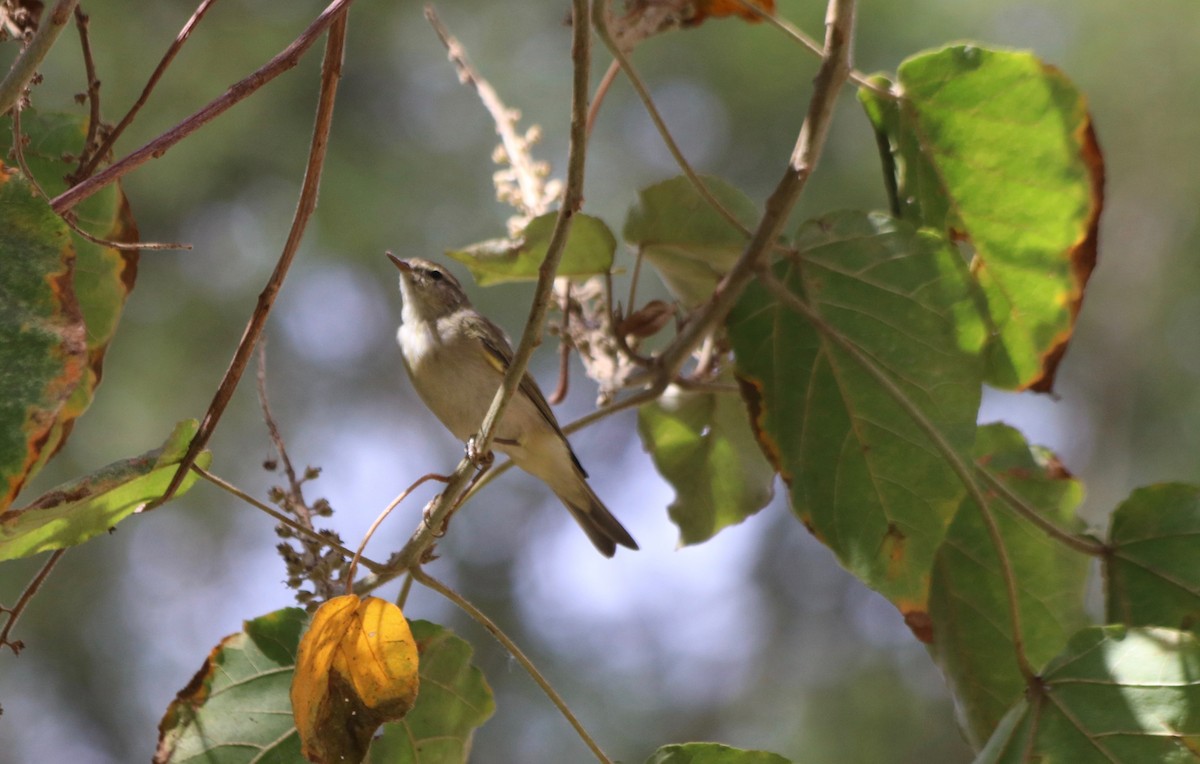 Willow Warbler - ML85209001