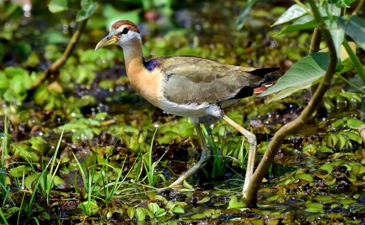 Bronze-winged Jacana - mathew thekkethala