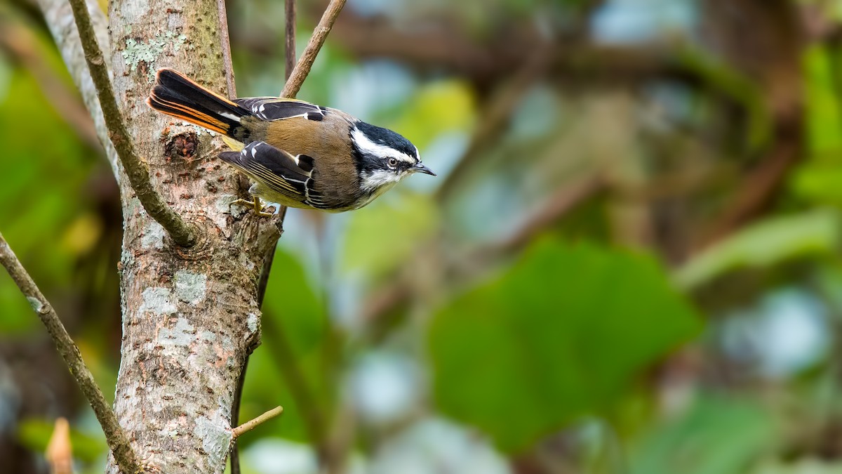 Red-tailed Minla - ML85210261