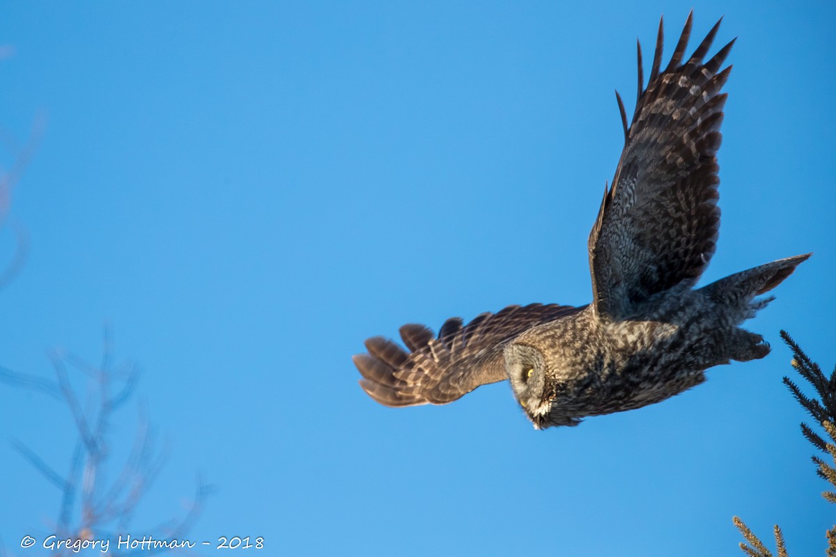 Great Gray Owl - Greg Hottman