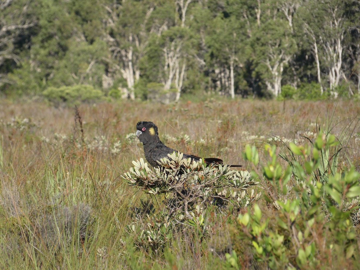 Yellow-tailed Black-Cockatoo - Nick Lambert