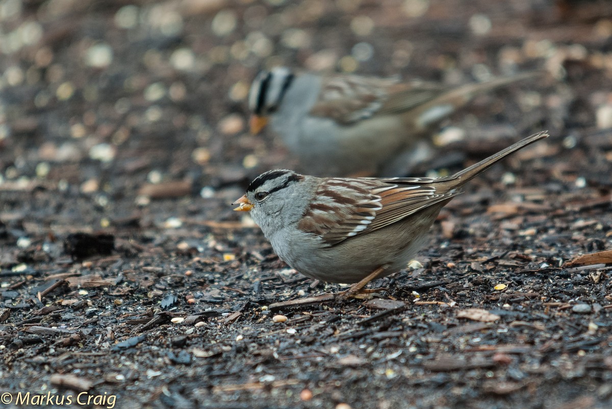 strnadec bělopásý (ssp. gambelii) - ML85213211