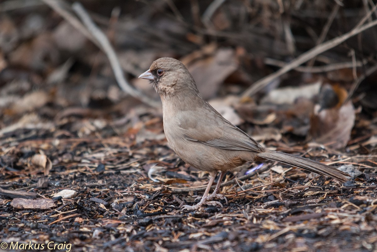 Abert's Towhee - ML85213431