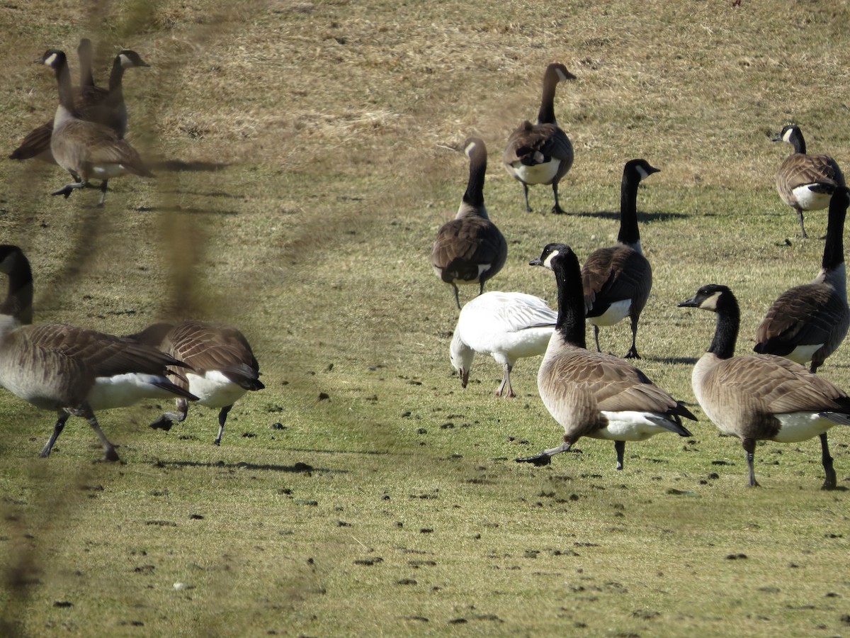 Snow Goose - Patrice Domeischel