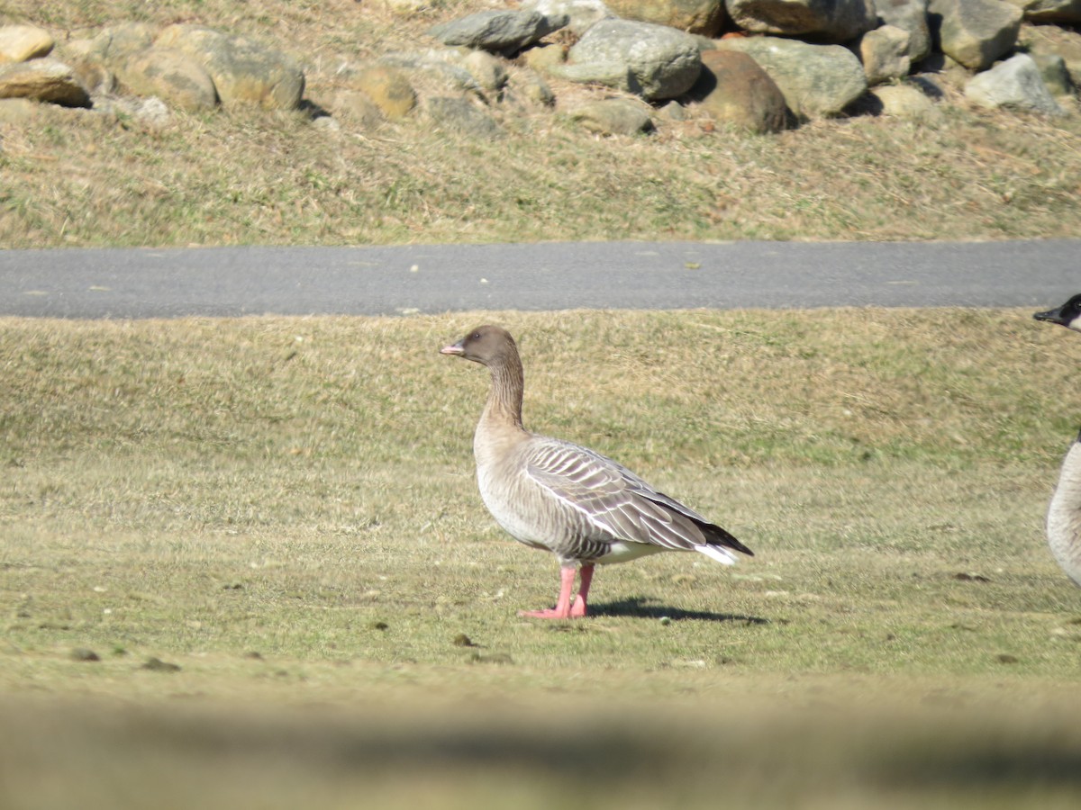 Pink-footed Goose - Patrice Domeischel