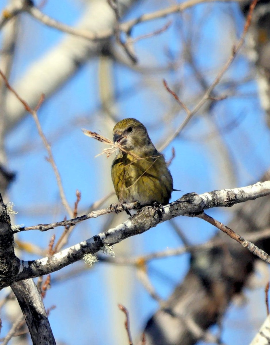 Red Crossbill (Douglas-fir or type 4) - Roger Horn