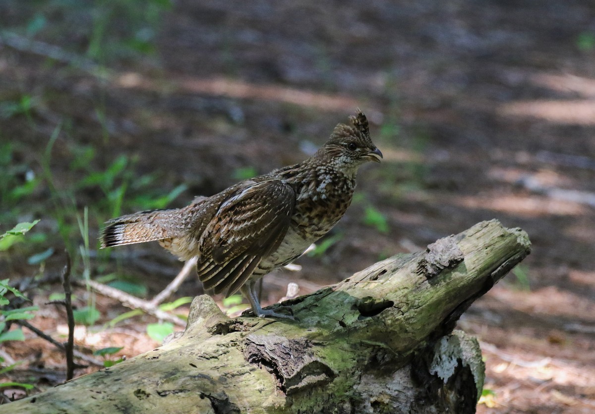 Ruffed Grouse - ML85214221