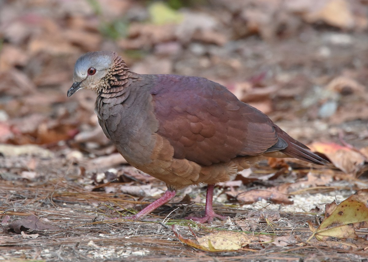 White-faced Quail-Dove - ML85214911