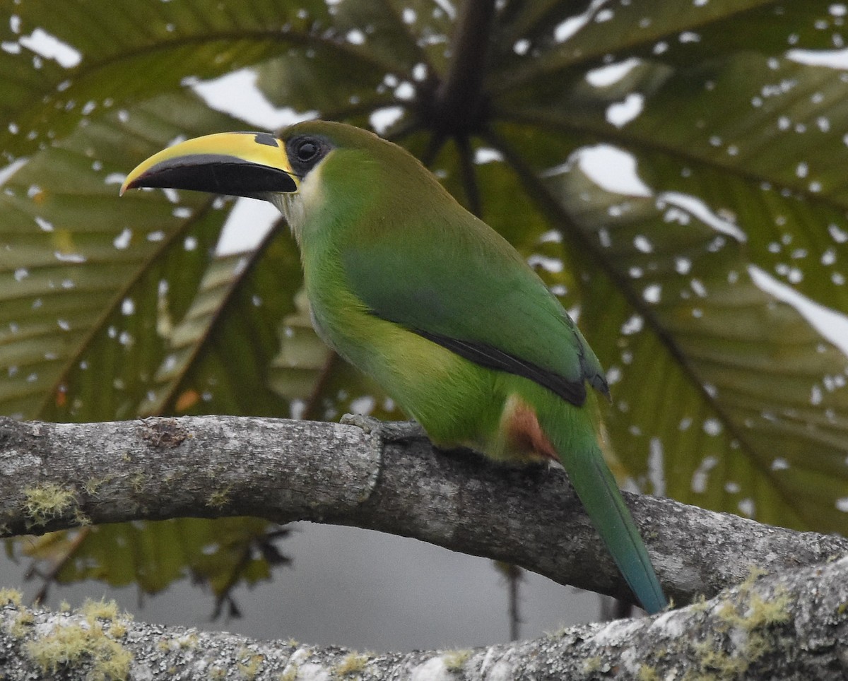 Northern Emerald-Toucanet - ML85215171