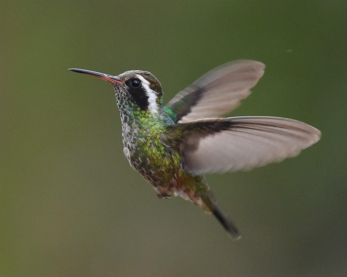 White-eared Hummingbird - ML85215771
