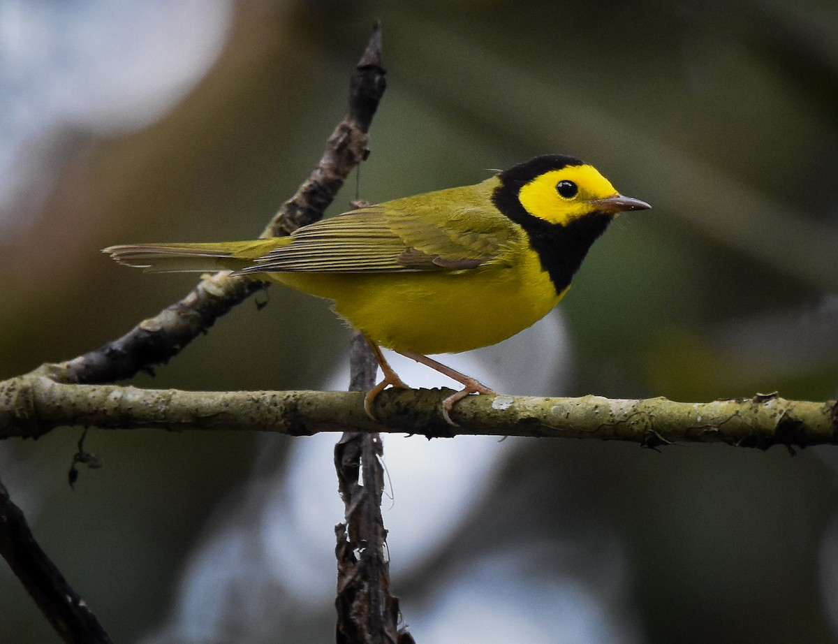 Hooded Warbler - ML85216001