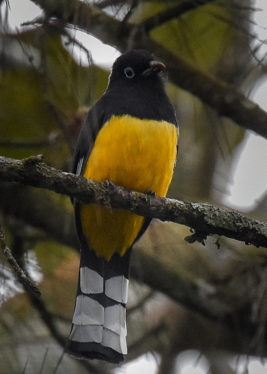 Black-headed Trogon - ML85216061