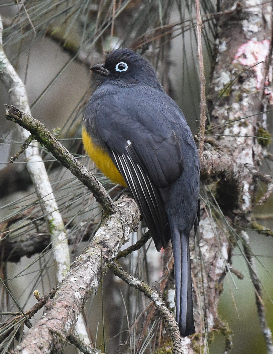 Black-headed Trogon - ML85216071