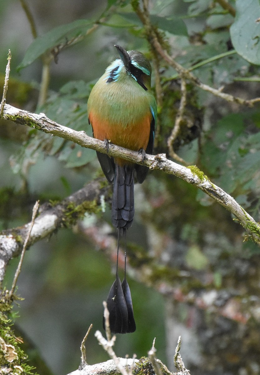 Turquoise-browed Motmot - ML85216201